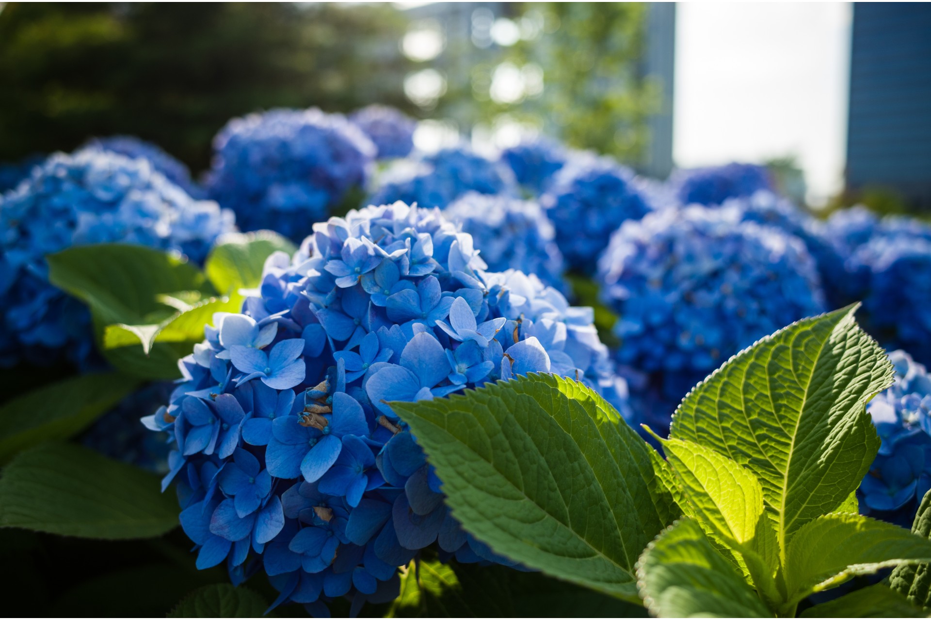 Fiori e piante Pesaro