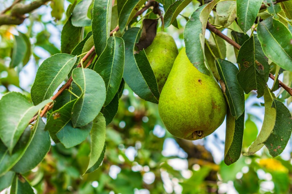 Piante da frutto Pesaro